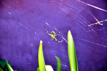 Fiesta Gaucha | Buenos Aires, Argentina