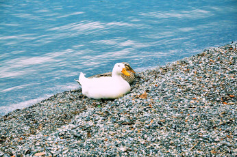 Sapanca Gölü | Sakarya, Türkiye